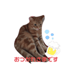 3ニャンズSHM（個別スタンプ：3）