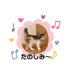3ニャンズSHM（個別スタンプ：7）