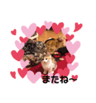 3ニャンズSHM（個別スタンプ：8）