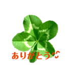 わが家のよつ葉（個別スタンプ：4）