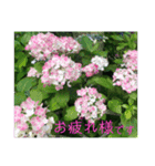 季節のお花スタンプ 紫陽花（個別スタンプ：2）