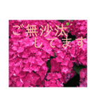 季節のお花スタンプ 紫陽花（個別スタンプ：4）
