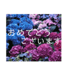 季節のお花スタンプ 紫陽花（個別スタンプ：5）