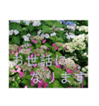 季節のお花スタンプ 紫陽花（個別スタンプ：8）