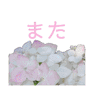 季節のお花スタンプ 紫陽花（個別スタンプ：10）