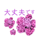 季節のお花スタンプ 紫陽花（個別スタンプ：13）