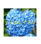 季節のお花スタンプ 紫陽花（個別スタンプ：14）
