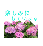 季節のお花スタンプ 紫陽花（個別スタンプ：15）