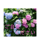 季節のお花スタンプ 紫陽花（個別スタンプ：20）