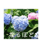 季節のお花スタンプ 紫陽花（個別スタンプ：21）