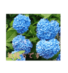 季節のお花スタンプ 紫陽花（個別スタンプ：23）