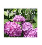 季節のお花スタンプ 紫陽花（個別スタンプ：24）
