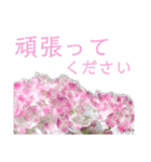 季節のお花スタンプ 紫陽花（個別スタンプ：25）