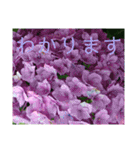 季節のお花スタンプ 紫陽花（個別スタンプ：26）