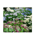 季節のお花スタンプ 紫陽花（個別スタンプ：28）