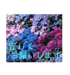季節のお花スタンプ 紫陽花（個別スタンプ：33）
