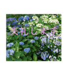 季節のお花スタンプ 紫陽花（個別スタンプ：35）