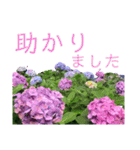 季節のお花スタンプ 紫陽花（個別スタンプ：36）