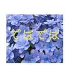 季節のお花スタンプ 紫陽花（個別スタンプ：37）