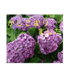 季節のお花スタンプ 紫陽花（個別スタンプ：38）