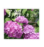 季節のお花スタンプ 紫陽花（個別スタンプ：39）
