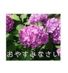 季節のお花スタンプ 紫陽花（個別スタンプ：40）