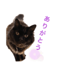 黒猫cocoさん②（個別スタンプ：1）
