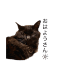 黒猫cocoさん②（個別スタンプ：2）