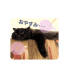 黒猫cocoさん②（個別スタンプ：3）