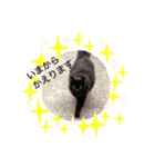 黒猫cocoさん②（個別スタンプ：4）