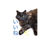 黒猫cocoさん②（個別スタンプ：10）