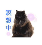 黒猫cocoさん②（個別スタンプ：18）