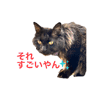 黒猫cocoさん②（個別スタンプ：22）