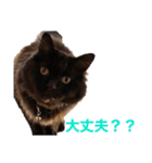 黒猫cocoさん②（個別スタンプ：32）