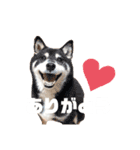 はるたんとゆかいな仲間たち（個別スタンプ：13）