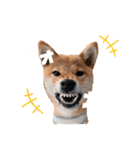 はるたんとゆかいな仲間たち（個別スタンプ：15）