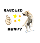 芋の島のべーちゃんスタンプ(文字有りver.)（個別スタンプ：17）