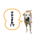 芋の島のべーちゃんスタンプ(文字有りver.)（個別スタンプ：19）