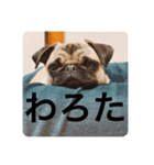 ぶぶすたんぷ！（個別スタンプ：2）