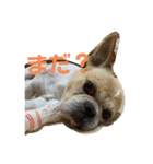 pon pon pom（個別スタンプ：1）