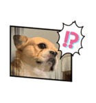 pon pon pom（個別スタンプ：4）