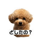 トイプー てんのスタンプ 01（個別スタンプ：1）