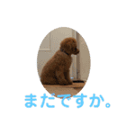 トイプー てんのスタンプ 01（個別スタンプ：6）