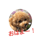 トイプー てんのスタンプ 01（個別スタンプ：8）