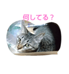 ゆずにゃん2（個別スタンプ：6）
