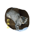 ゆずにゃん2（個別スタンプ：7）