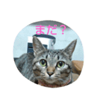 ゆずにゃん2（個別スタンプ：8）