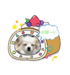 かわいいキラキラワンコスタンプ（個別スタンプ：2）