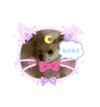 かわいいキラキラワンコスタンプ（個別スタンプ：15）