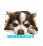 チワワンパスタ（個別スタンプ：1）
